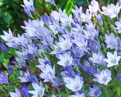 Triteleia corrina