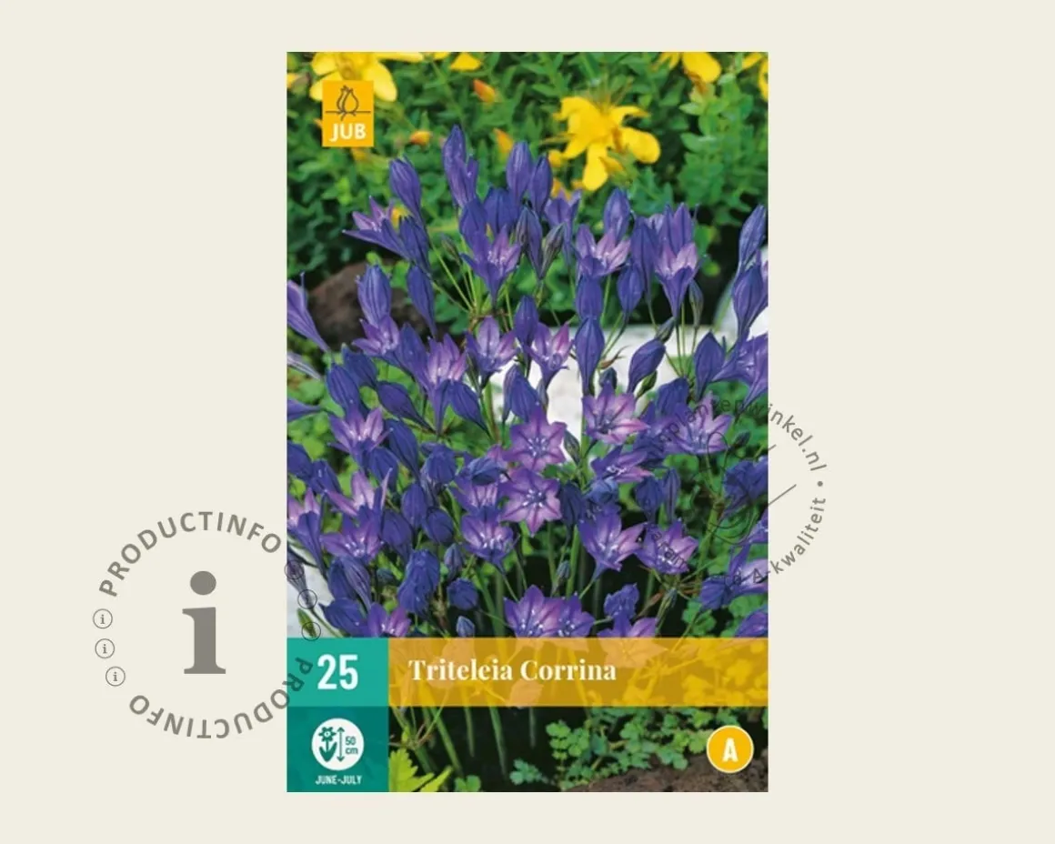 Triteleia corrina
