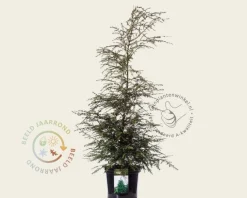 Tsuga canadensis
