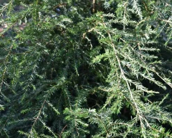 Tsuga canadensis