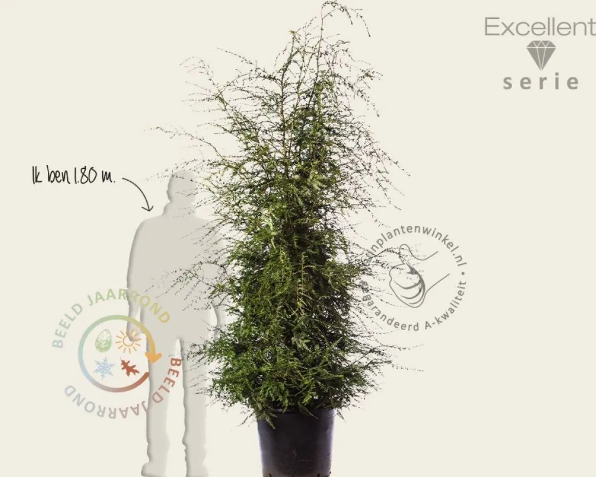 Tsuga canadensis 150/175- Excellent