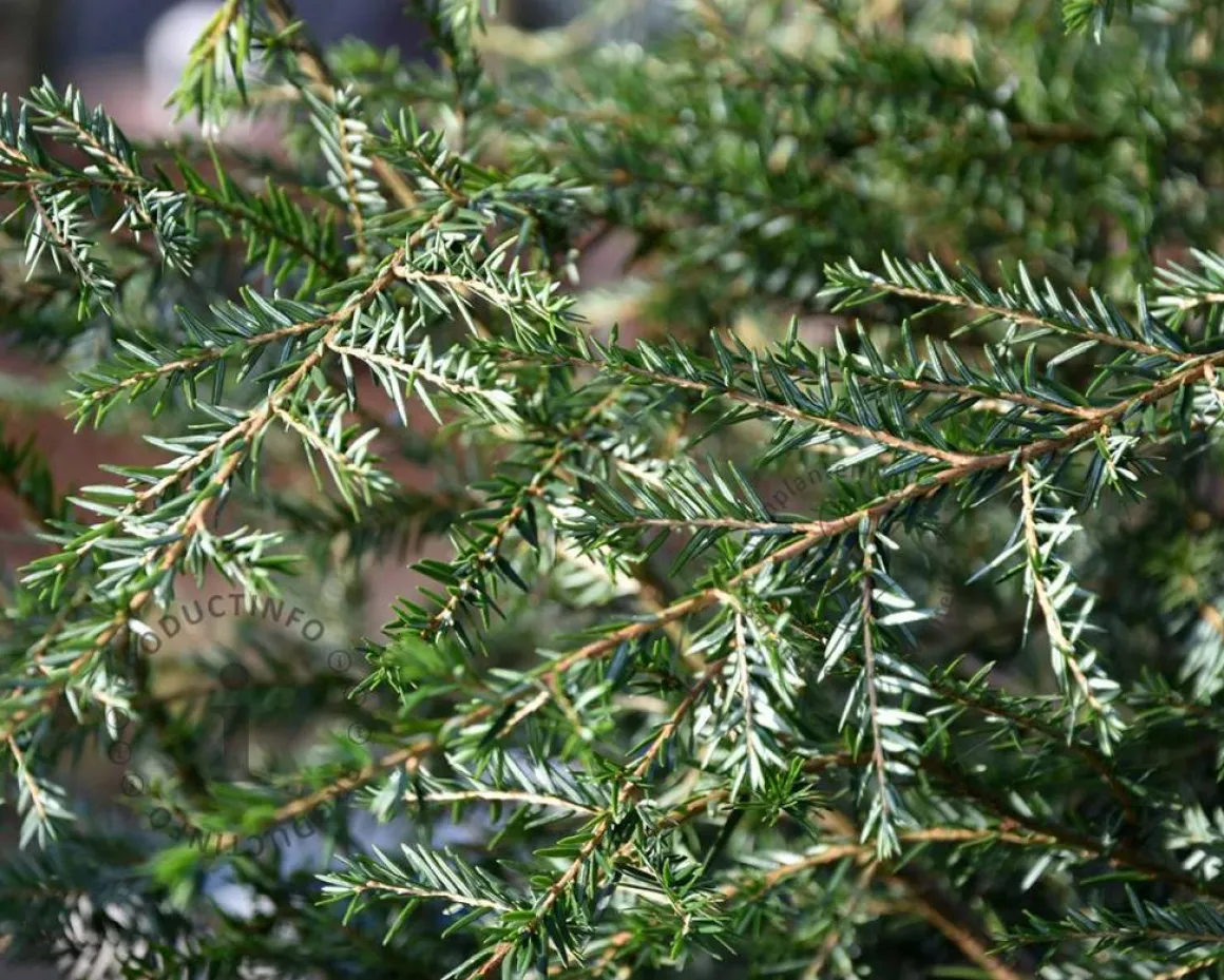 Tsuga canadensis 150/175- Excellent