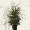 Tsuga canadensis 125/150 - Excellent