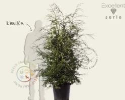 Tsuga canadensis 125/150 - Excellent