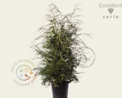 Tsuga canadensis 125/150 - Excellent