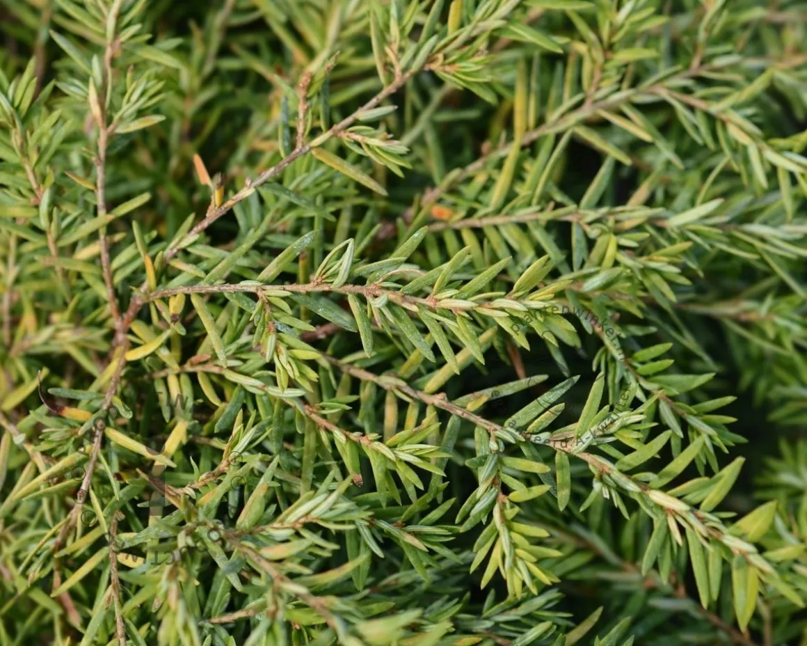Tsuga canadensis 'Jeddeloh'