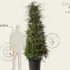 Tsuga heterophylla 200/250 - Excellent