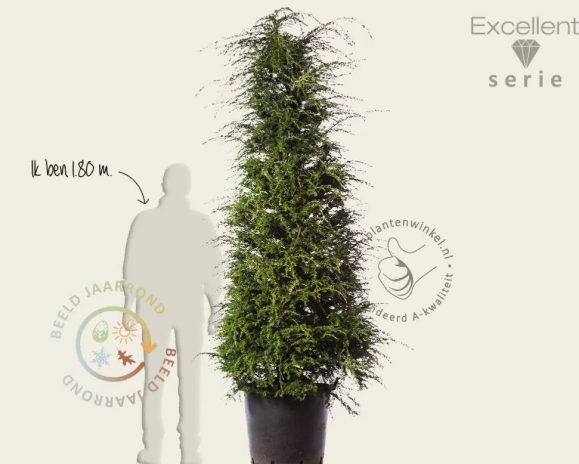 Tsuga heterophylla 200/250 - Excellent