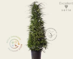 Tsuga heterophylla 200/250 - Excellent