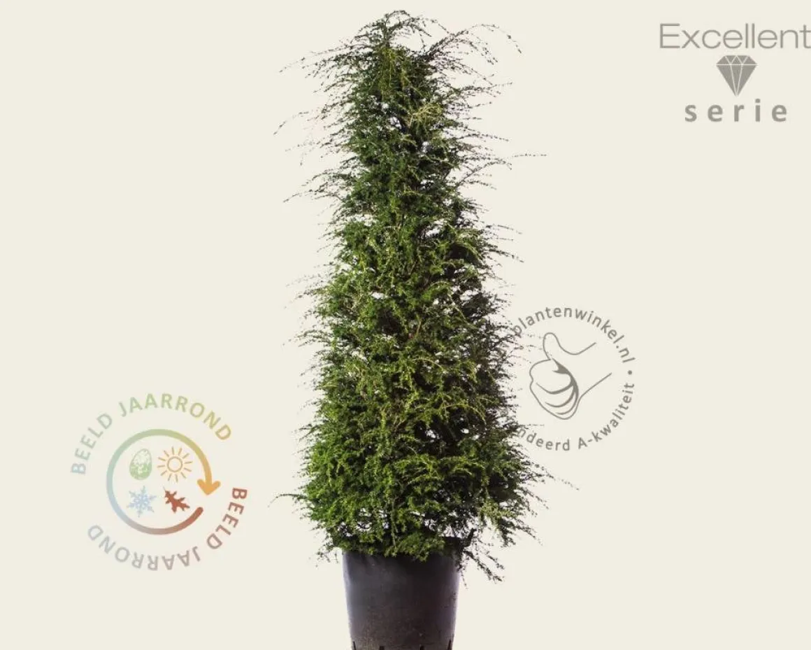 Tsuga heterophylla 200/250 - Excellent