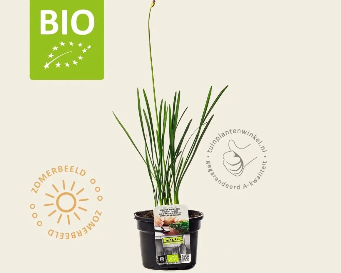 Tulbaghia violacea Puur