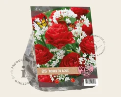 Tulipa / Allium - Roses of Love