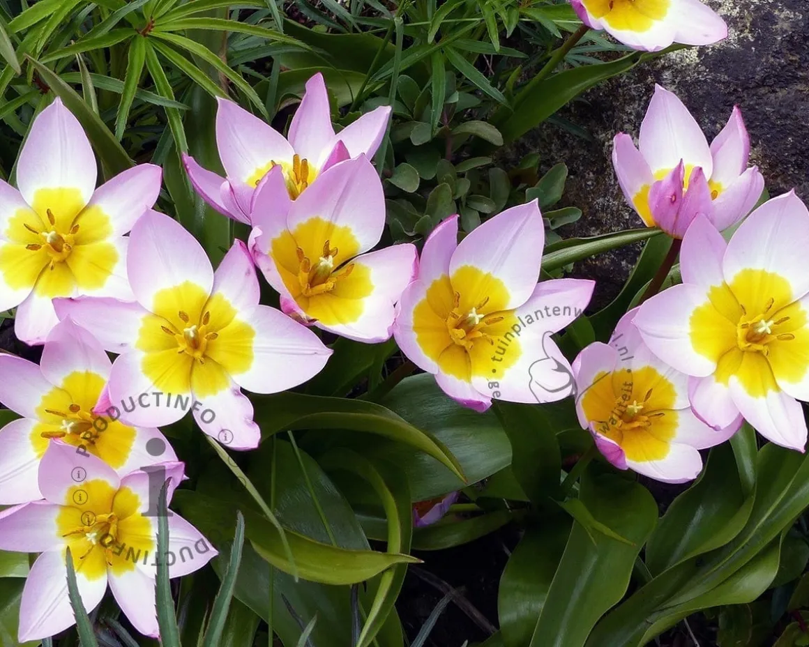 Tulipa bakeri 'Lilac Wonder'
