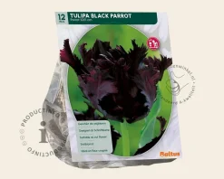 Tulipa 'Black Parrot'