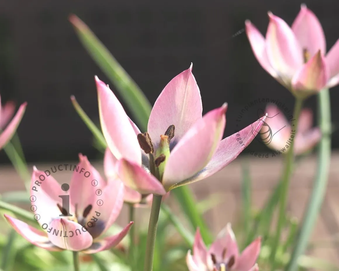 Tulipa clusiana 'Danique'