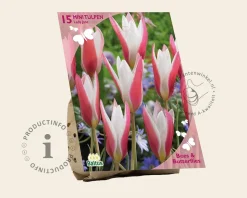 Tulipa clusiana 'Lady Jane'