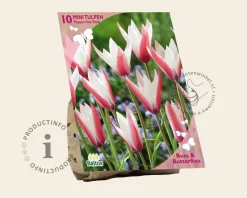 Tulipa clusiana 'Peppermint Stick'