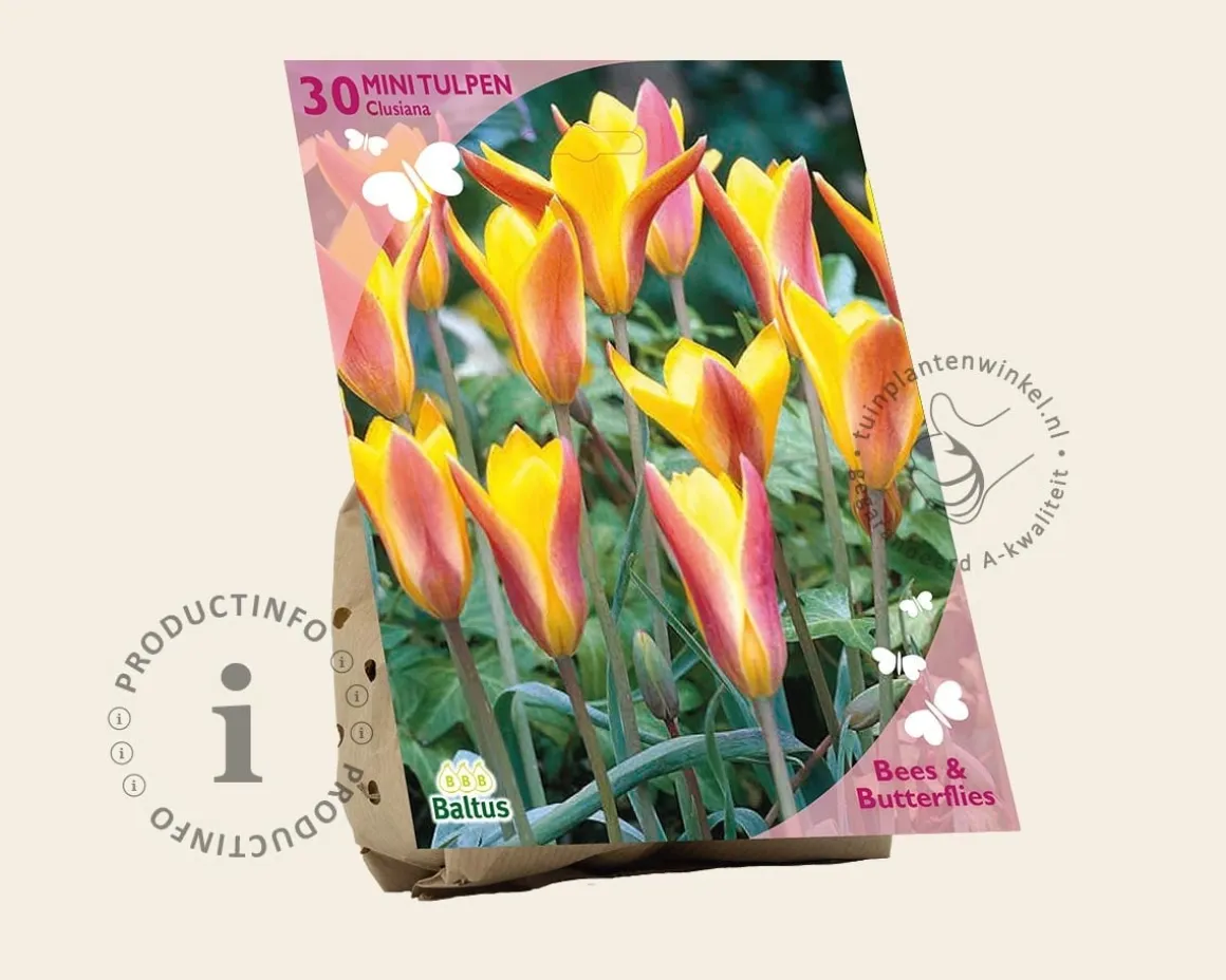 Tulipa clusiana (var. Chrysantha)