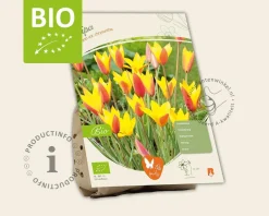 Tulipa clusiana var. Chrysantha - BIO