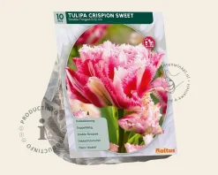 Tulipa 'Crispion Sweet'