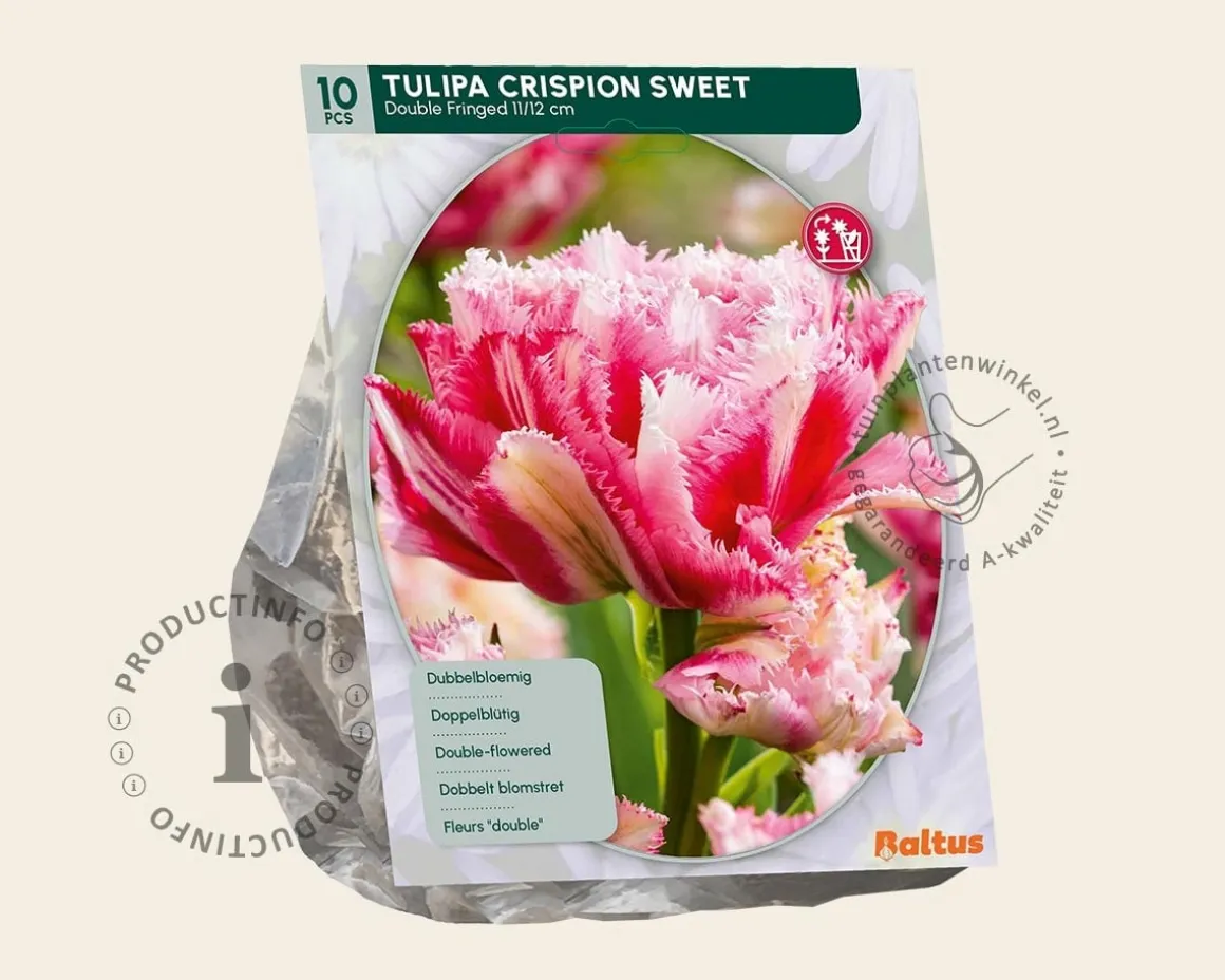 Tulipa 'Crispion Sweet'