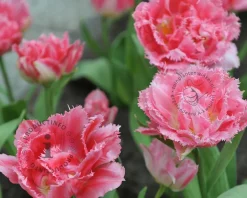 Tulipa 'Crispion Sweet'