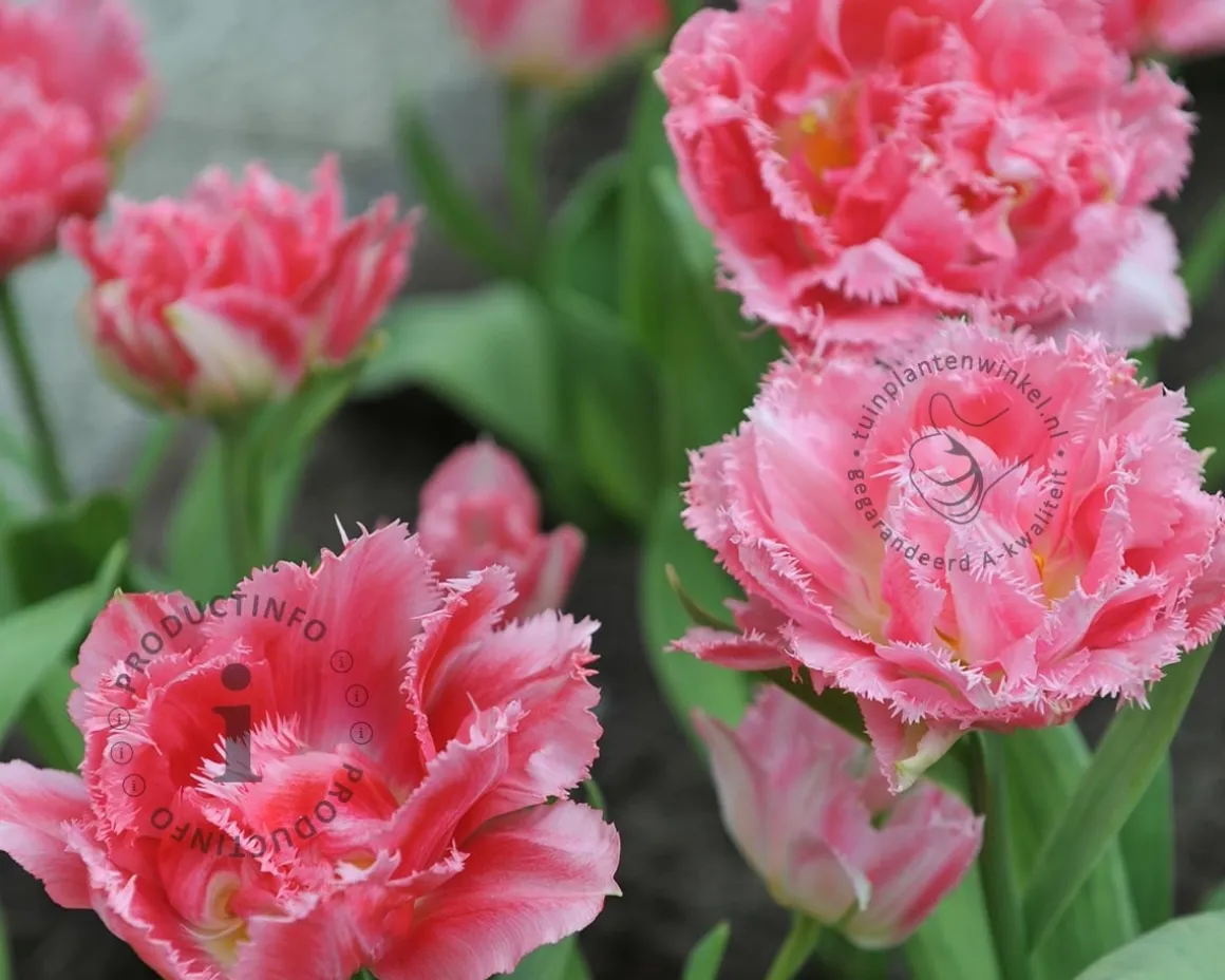 Tulipa 'Crispion Sweet'