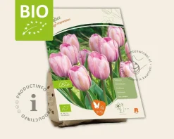 Tulipa 'Design Impression' - BIO