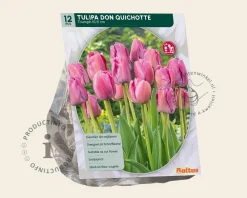 Tulipa 'Don Quichotte'