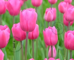 Tulipa 'Don Quichotte'
