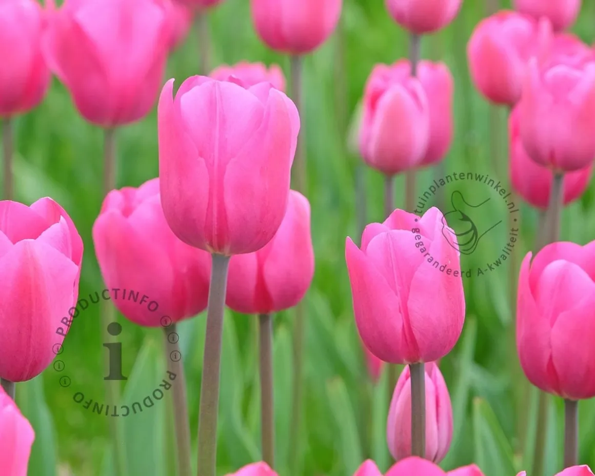 Tulipa 'Don Quichotte'