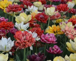 Tulipa Double Mix