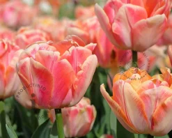 Tulipa 'Foxy Freedom'