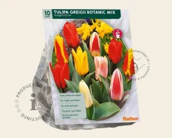 Tulipa greigii Mix