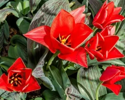 Tulipa greigii 'Roodkapje'