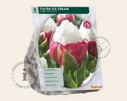 Tulipa 'Ice Cream'