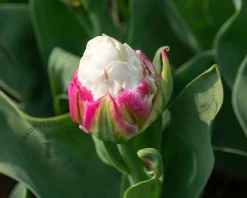 Tulipa 'Ice Cream'