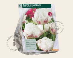 Tulipa 'Ice Wonder'