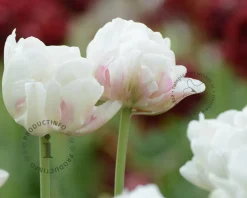 Tulipa 'Ice Wonder'