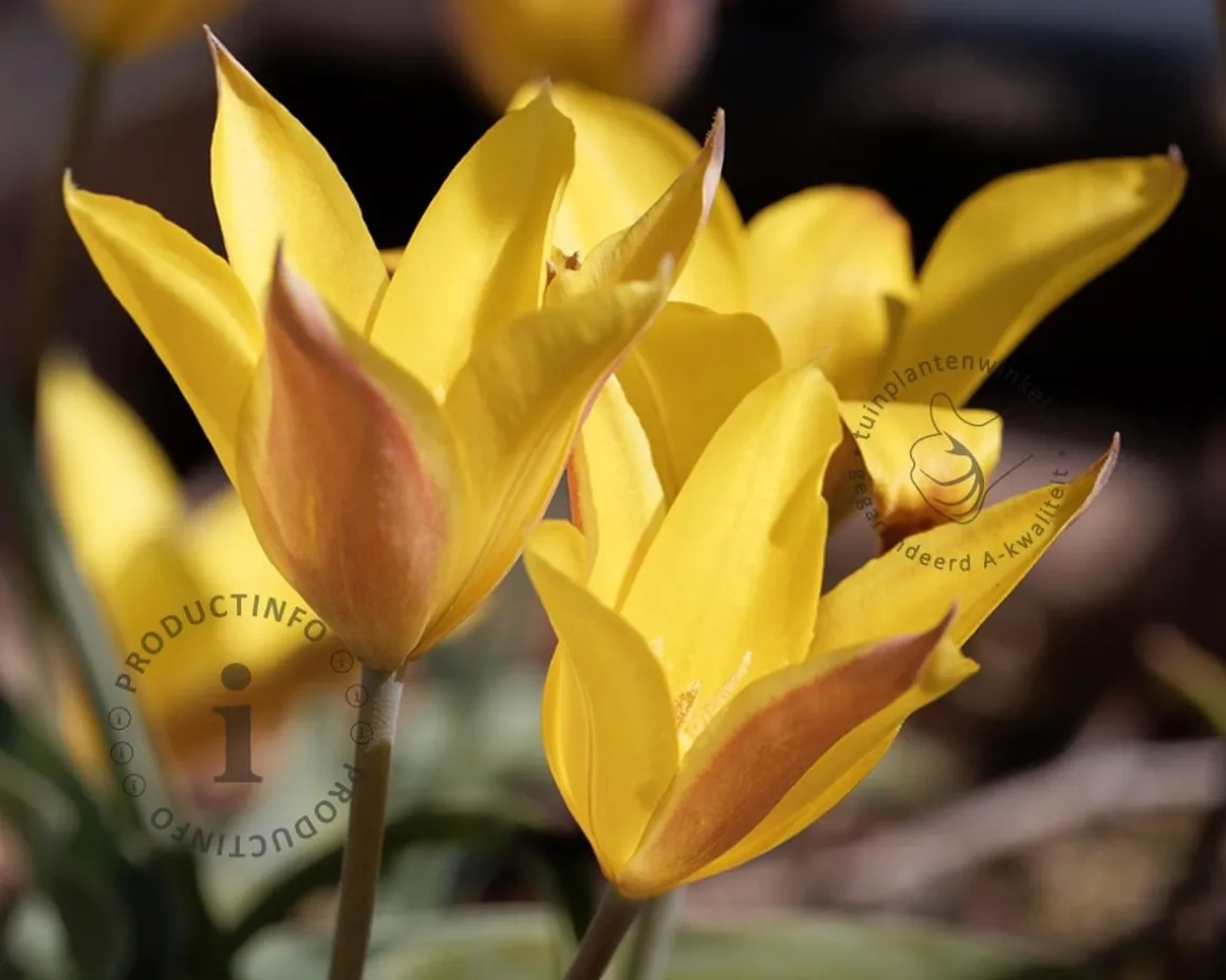 Tulipa kolpakowskiana