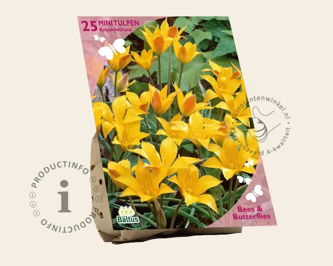 Tulipa kolpakowskiana