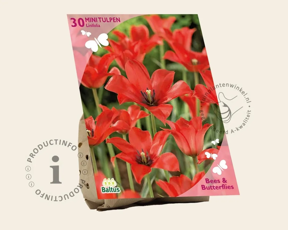 Tulipa linifolia