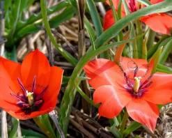 Tulipa linifolia