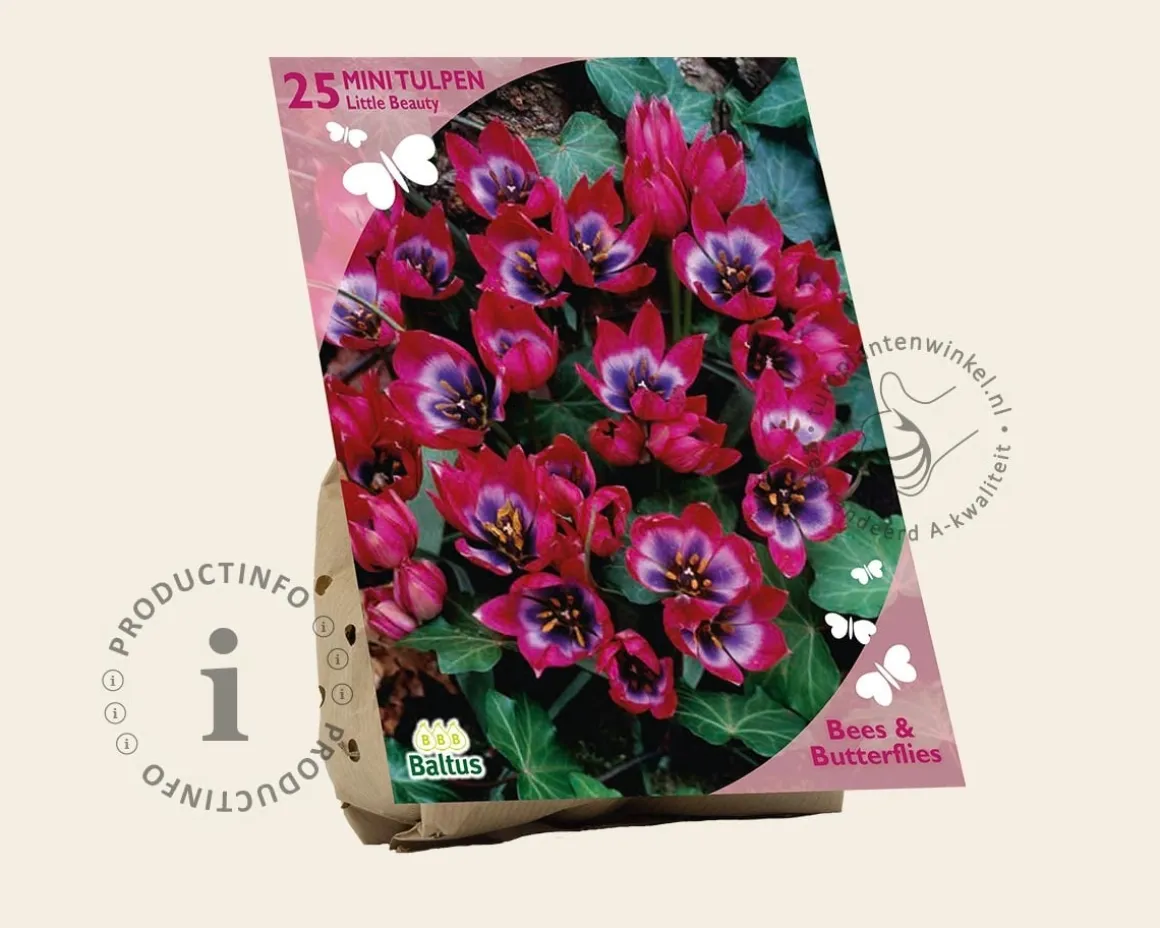 Tulipa 'Little Beauty'
