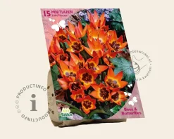 Tulipa 'Little Princess'