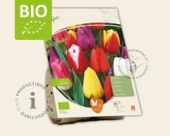 Tulipa Mix - BIO