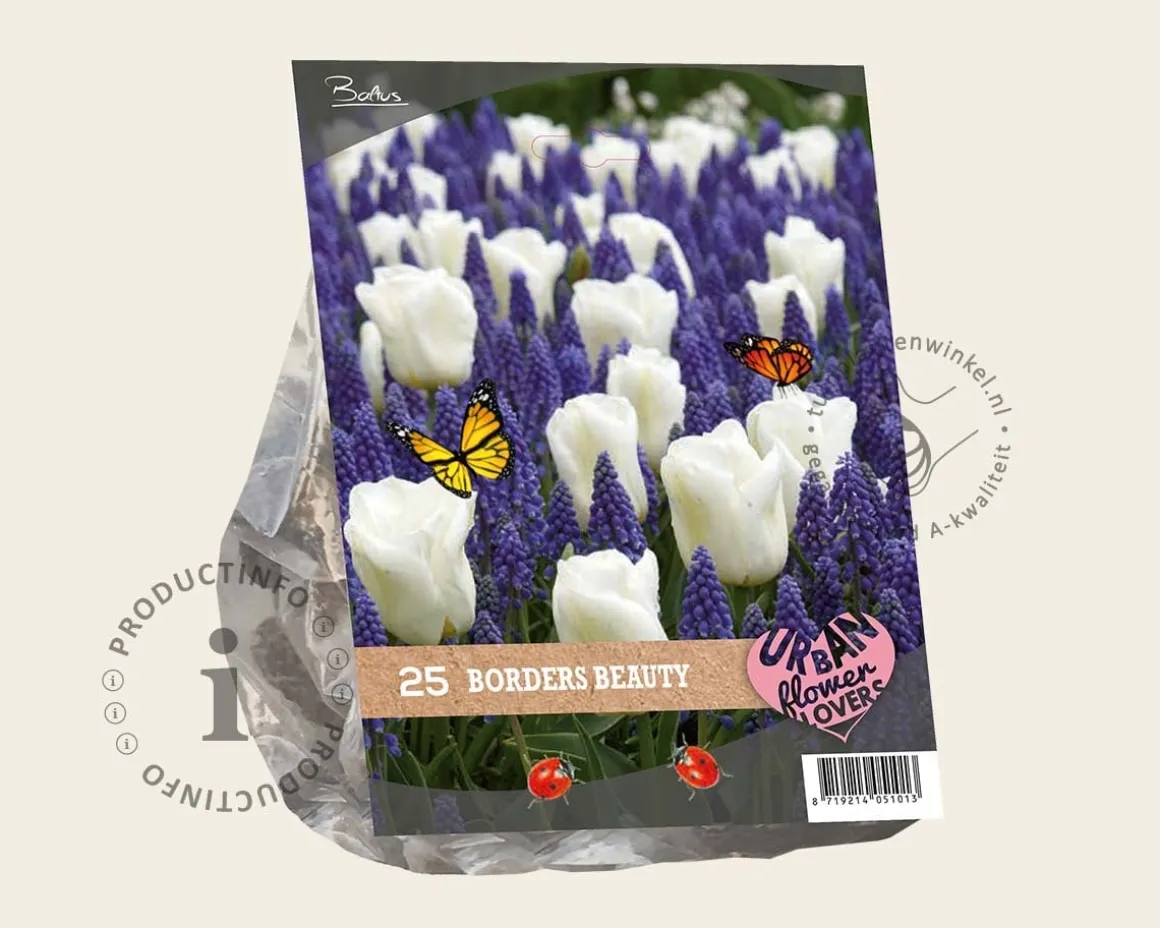 Tulipa / Muscari - Borders Beauty