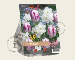 Tulipa / Narcissus - Ice Blush