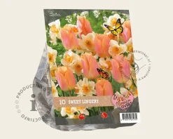 Tulipa / Narcissus - Sweet Lingery