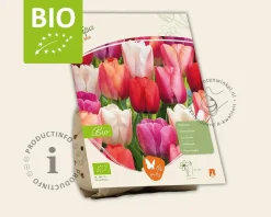 Tulipa Pink Mix - BIO